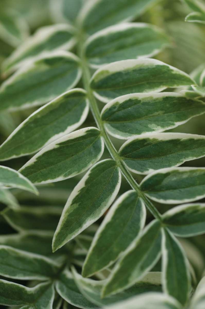 Compound Leaves I art print by Erin Berzel for $57.95 CAD
