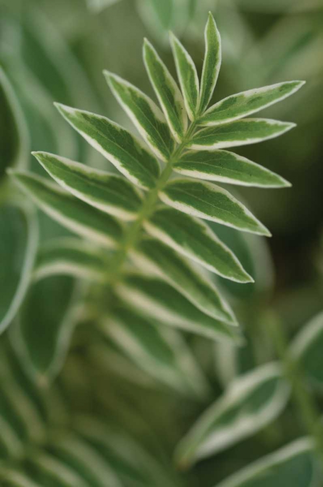 Compound Leaves II art print by Erin Berzel for $57.95 CAD