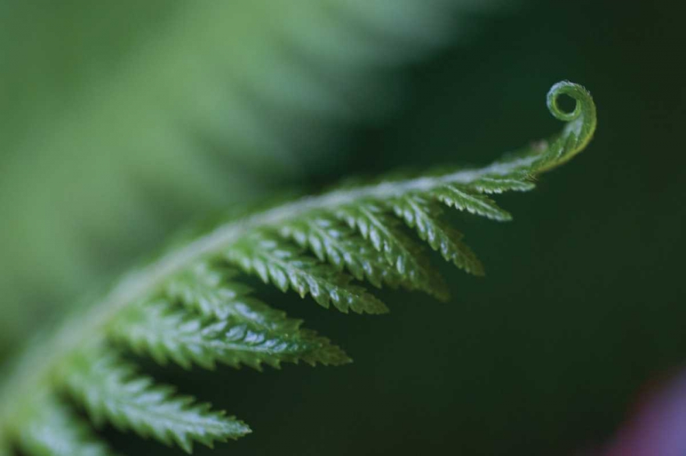 Fern Detail I art print by Erin Berzel for $57.95 CAD