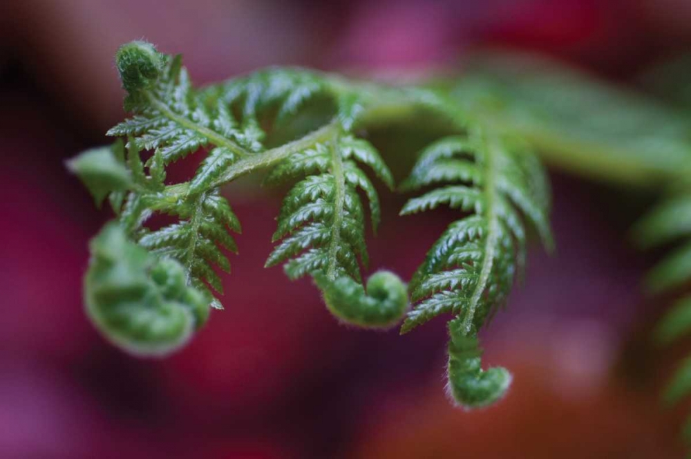 Fern Detail II art print by Erin Berzel for $57.95 CAD