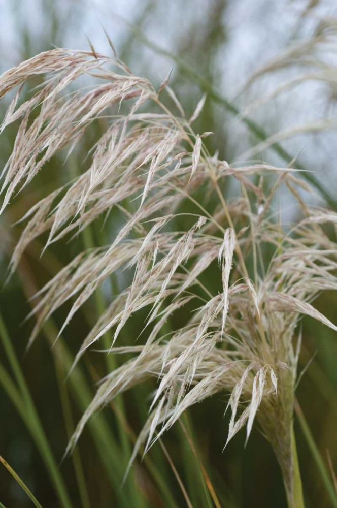 Native Grass I art print by Erin Berzel for $57.95 CAD
