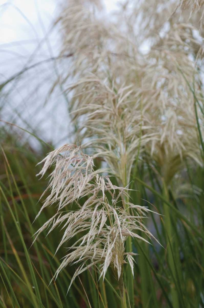 Native Grass II art print by Erin Berzel for $57.95 CAD
