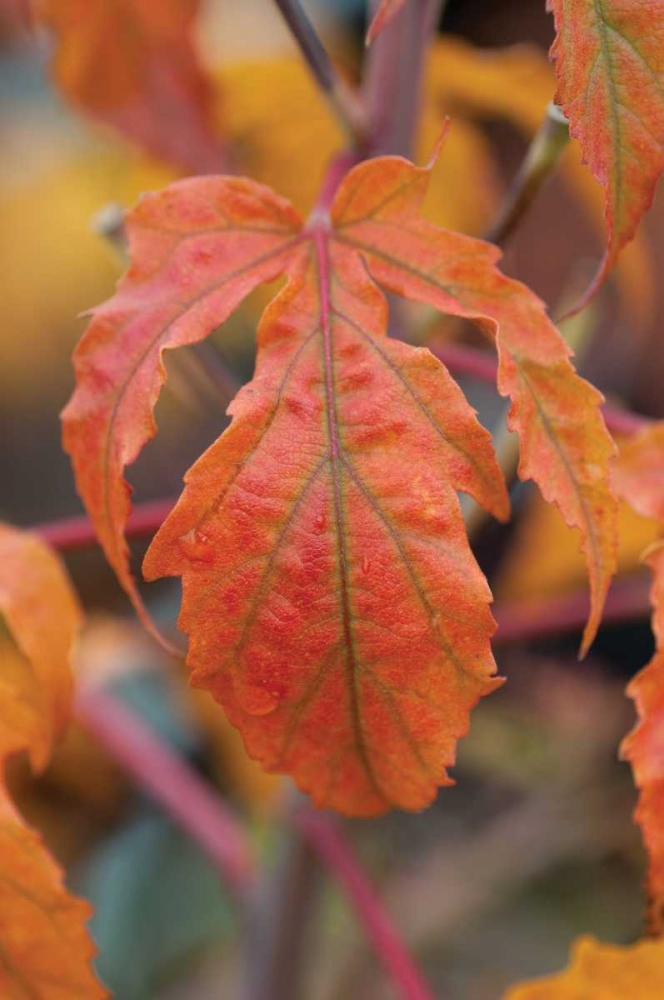 Orange Leaves I art print by Erin Berzel for $57.95 CAD