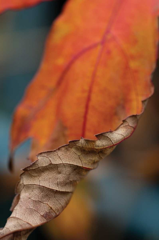 Orange Leaves II art print by Erin Berzel for $57.95 CAD