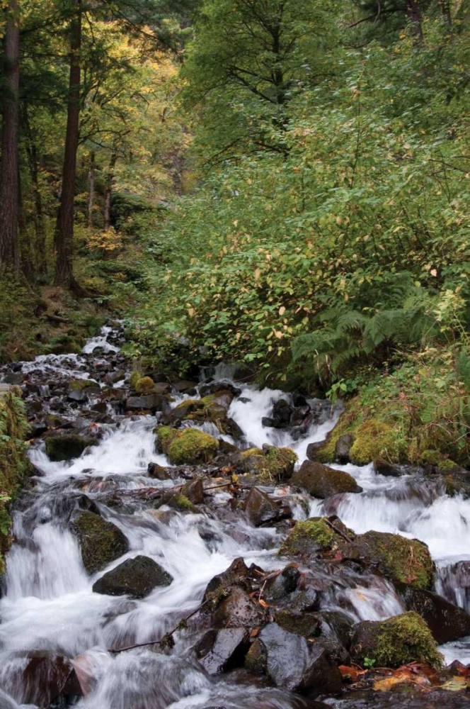 Wahkeena Falls II art print by Erin Berzel for $57.95 CAD