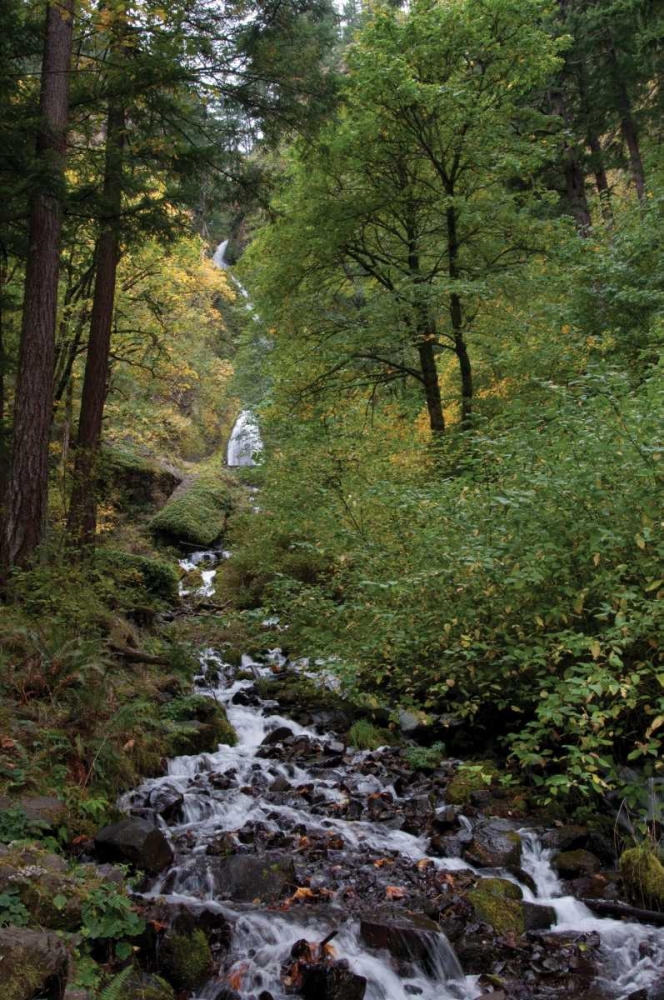 Wahkeena Falls III art print by Erin Berzel for $57.95 CAD