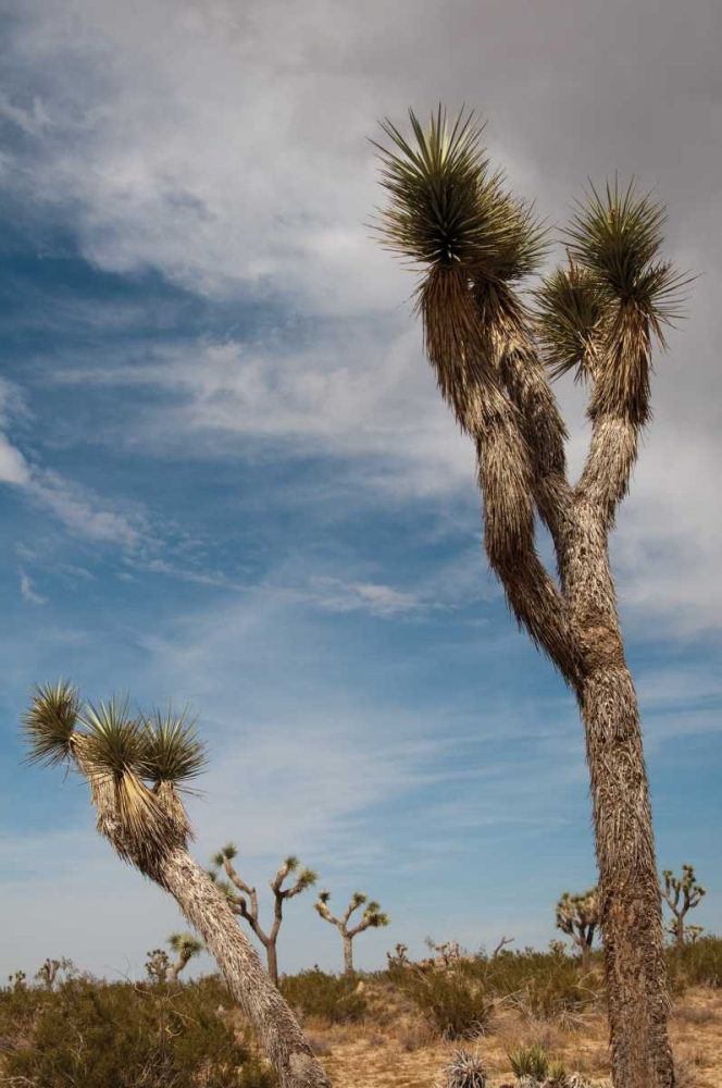 Joshua Tree I art print by Erin Berzel for $57.95 CAD