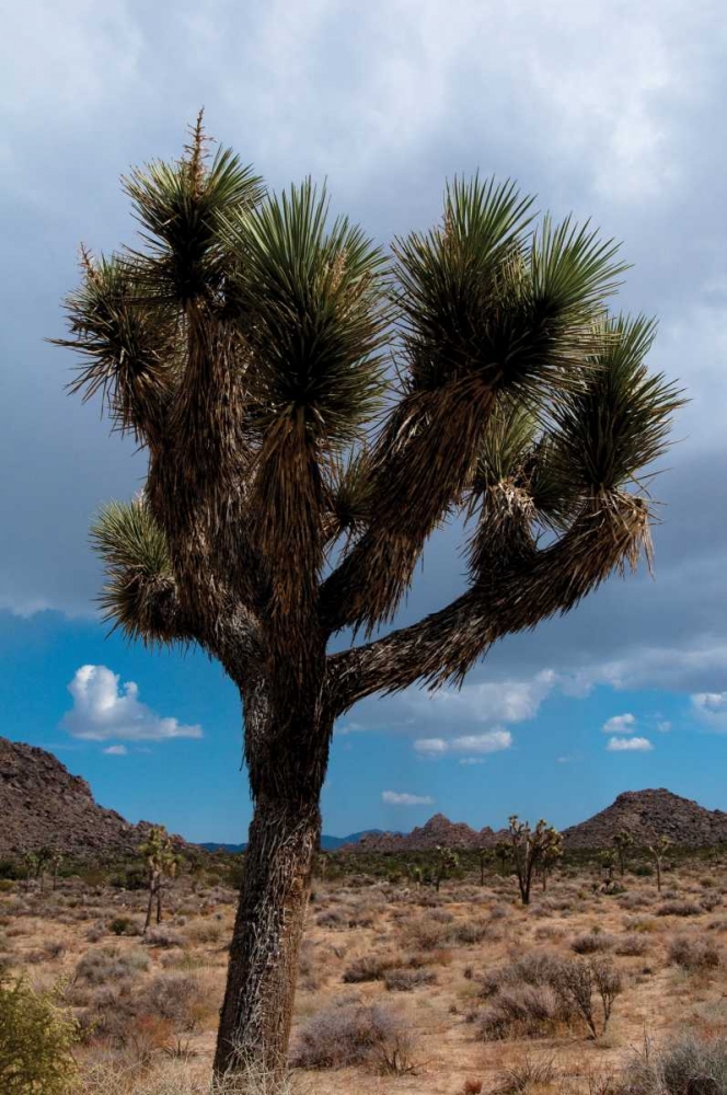 Joshua Tree II art print by Erin Berzel for $57.95 CAD