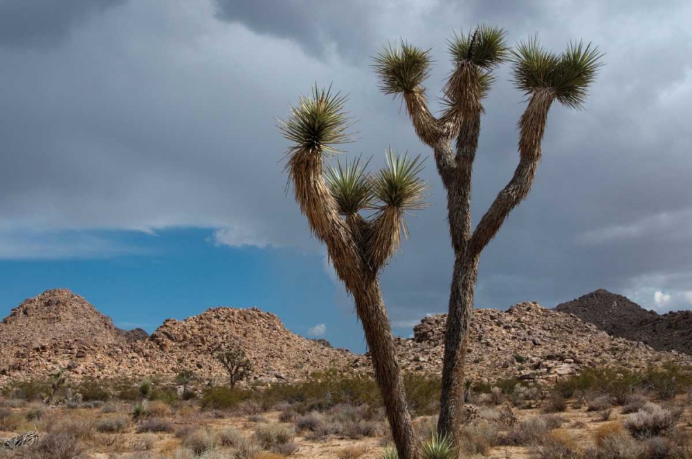 Joshua Tree III art print by Erin Berzel for $57.95 CAD