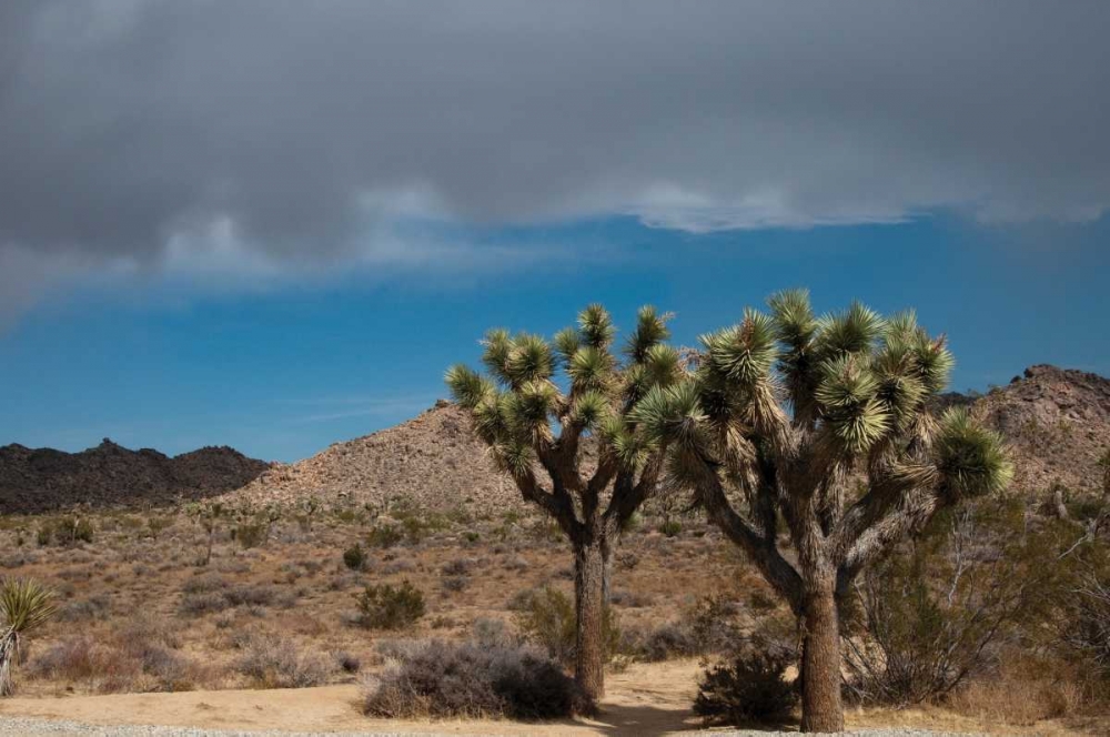 Joshua Tree IV art print by Erin Berzel for $57.95 CAD