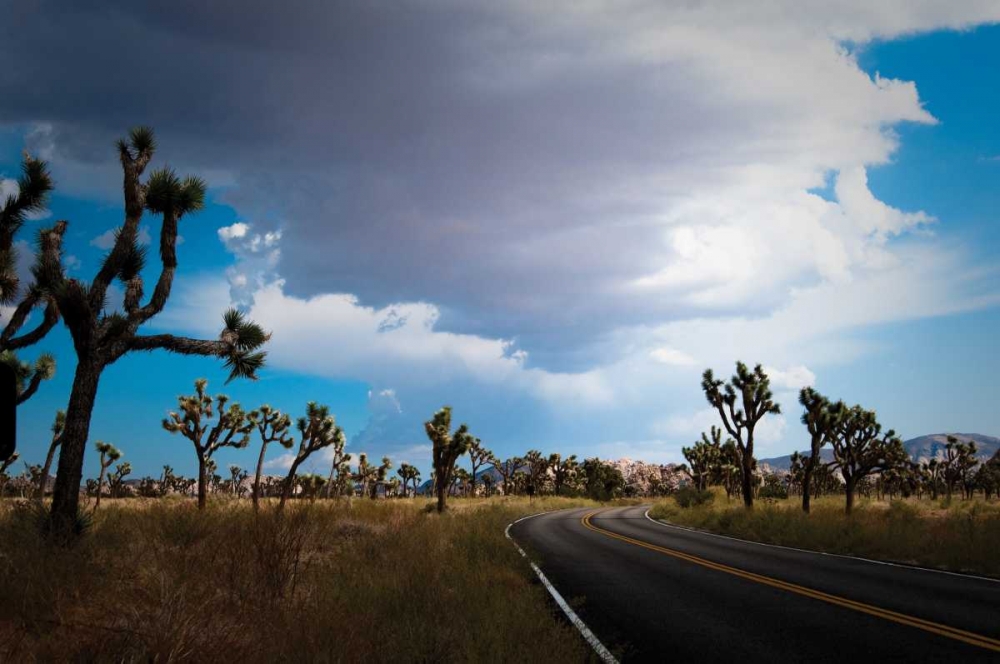 Joshua Tree National Park IV art print by Erin Berzel for $57.95 CAD