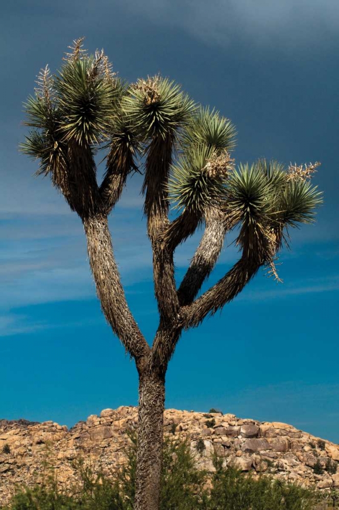 Hidden Valley III art print by Erin Berzel for $57.95 CAD