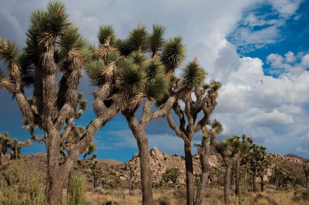 Joshua Tree V art print by Erin Berzel for $57.95 CAD