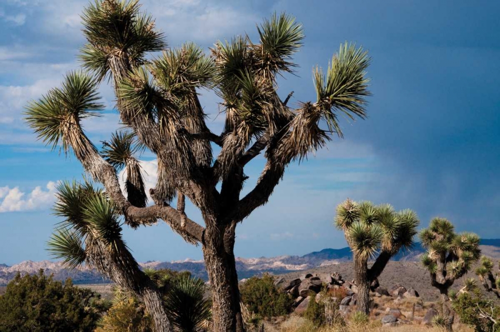 Joshua Tree VI art print by Erin Berzel for $57.95 CAD