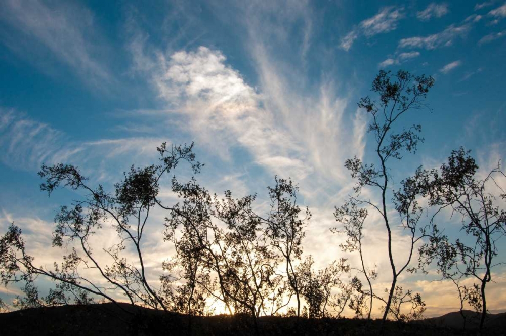 Sunset Silhouette I art print by Erin Berzel for $57.95 CAD