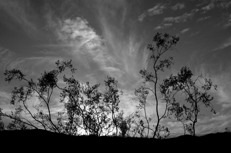 Sunset Silhouette II art print by Erin Berzel for $57.95 CAD
