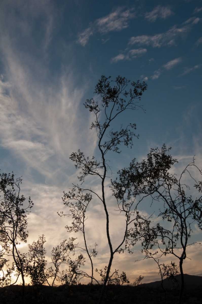 Sunset Silhouette III art print by Erin Berzel for $57.95 CAD