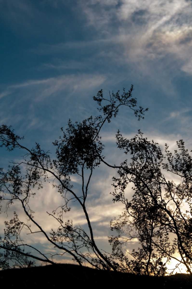 Sunset Silhouette IV art print by Erin Berzel for $57.95 CAD