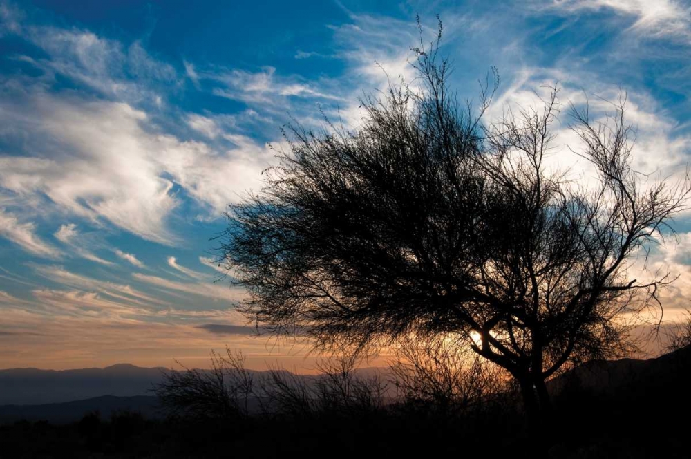 Sunset in Joshua Tree I art print by Erin Berzel for $57.95 CAD
