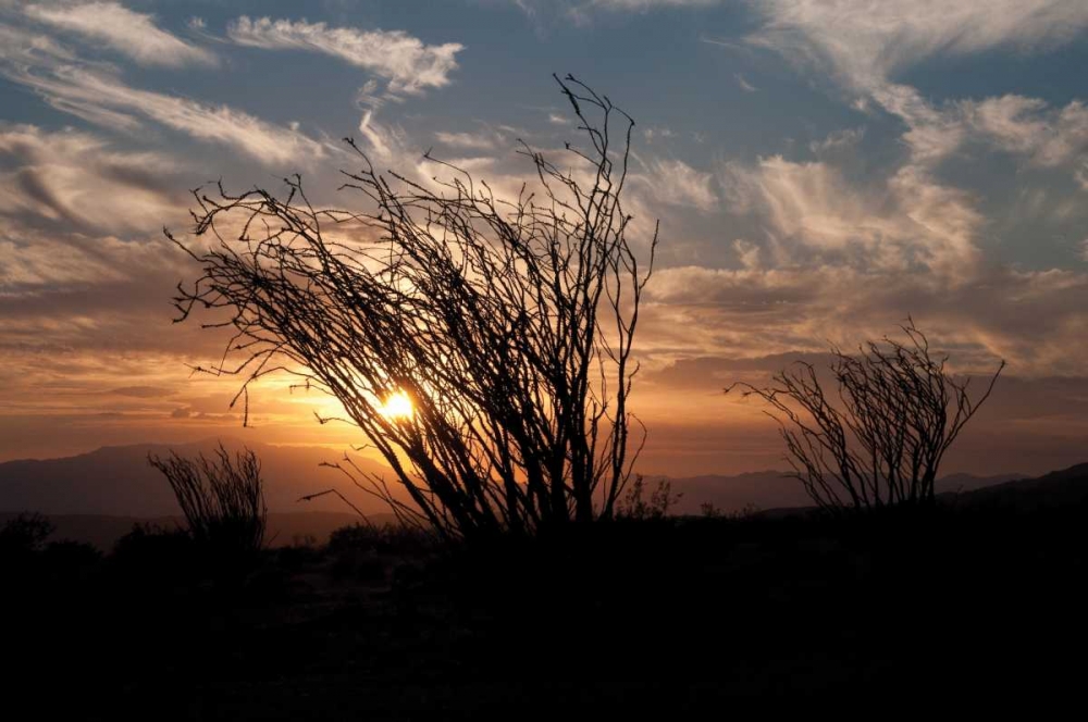 Ocotillo Cactus I art print by Erin Berzel for $57.95 CAD