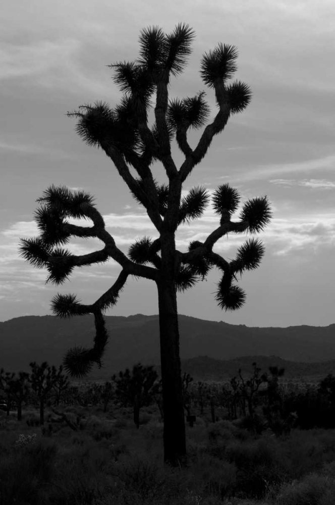 Yucca Brevifolia I art print by Erin Berzel for $57.95 CAD