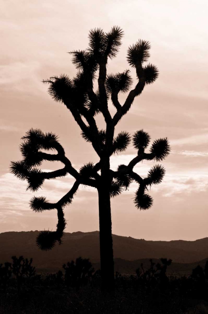 Yucca Brevifolia II art print by Erin Berzel for $57.95 CAD