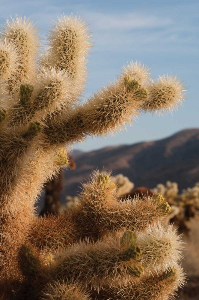 Cholla Cactus I art print by Erin Berzel for $57.95 CAD