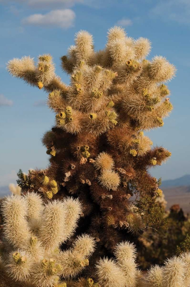 Cholla Cactus II art print by Erin Berzel for $57.95 CAD