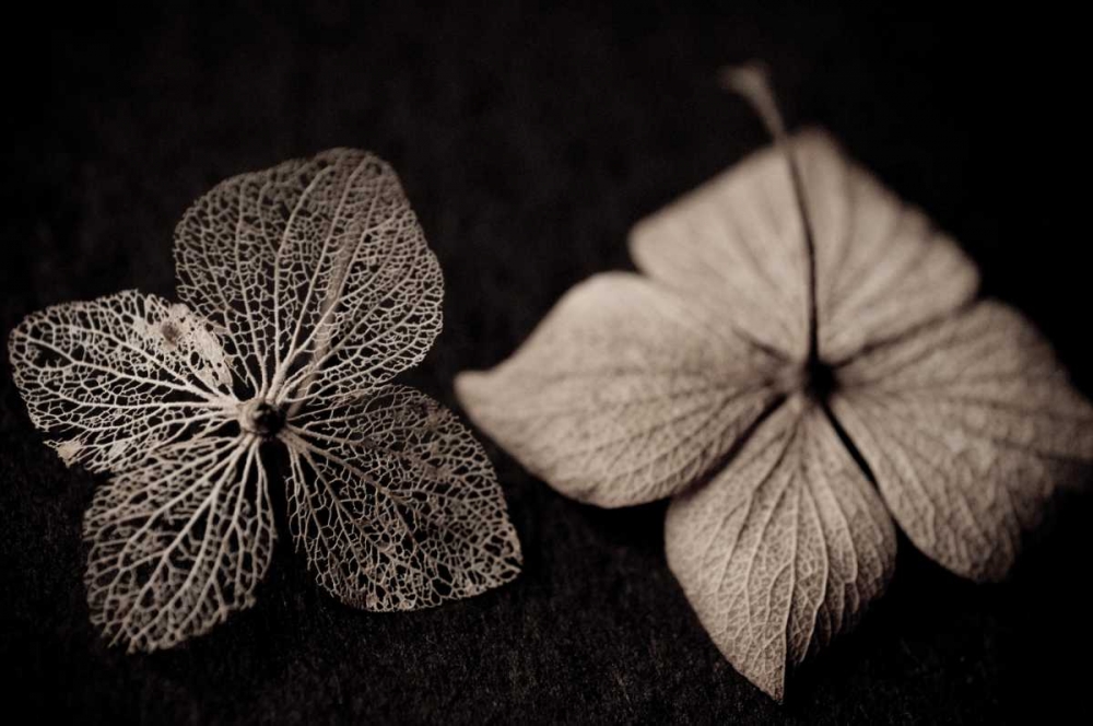 Hydrangea Skeleton I art print by Erin Berzel for $57.95 CAD