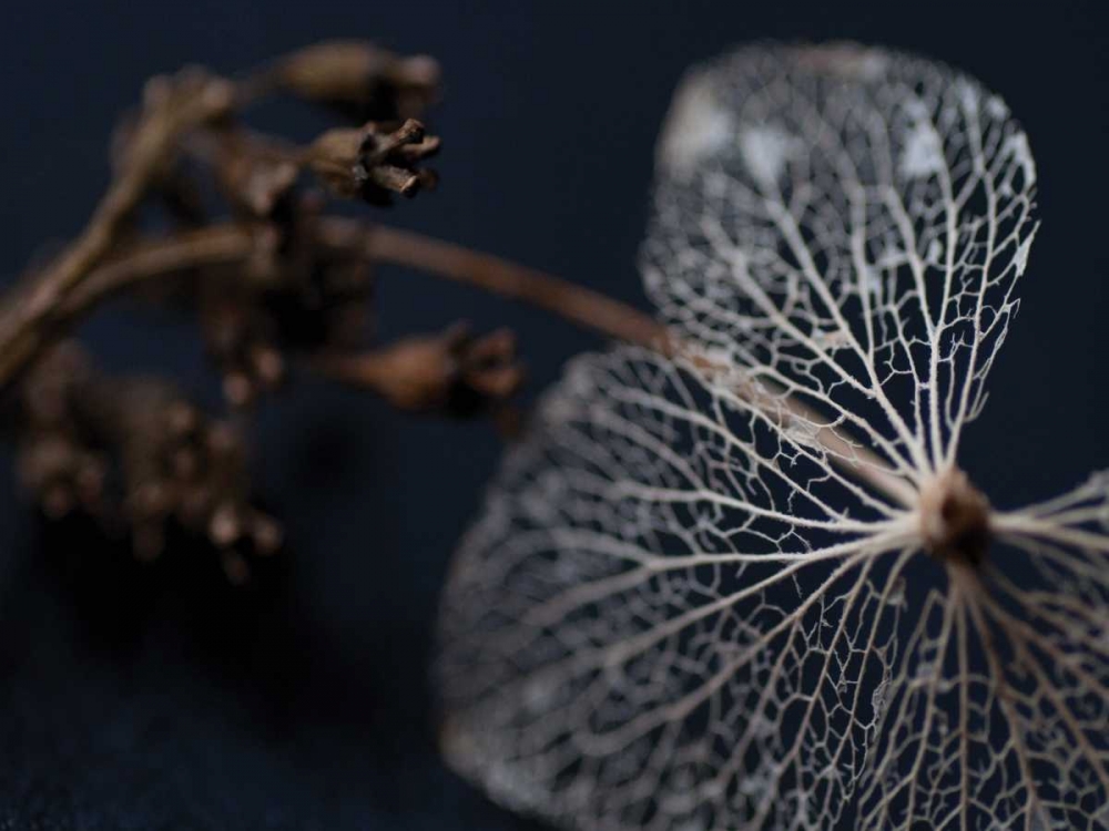 Hydrangea Skeleton II art print by Erin Berzel for $57.95 CAD