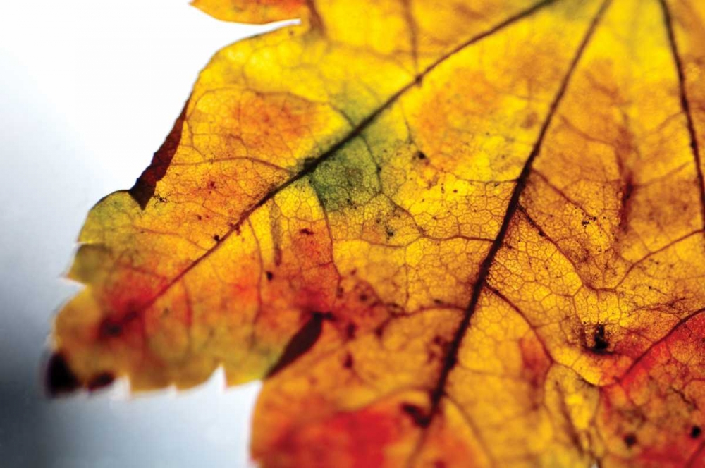 Autumn Colors I art print by Erin Berzel for $57.95 CAD