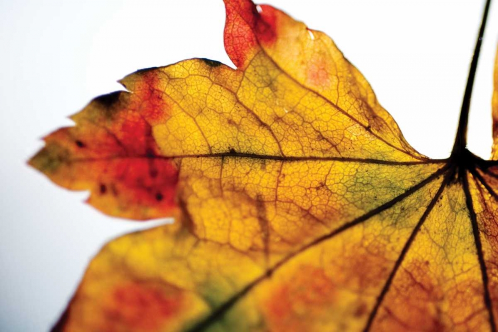 Autumn Colors II art print by Erin Berzel for $57.95 CAD