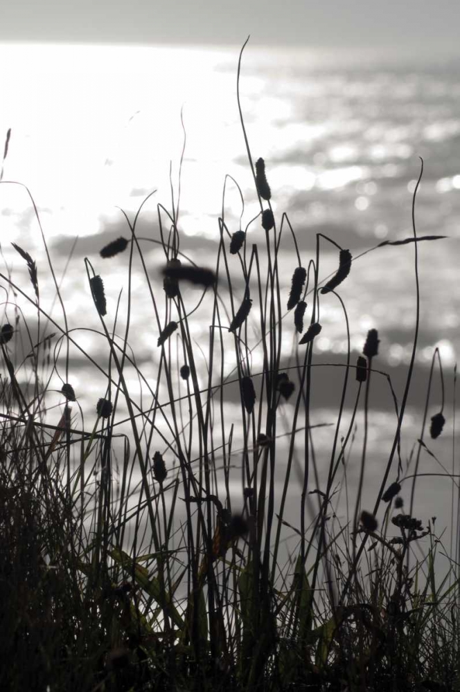 Coastal Grass I art print by Erin Berzel for $57.95 CAD