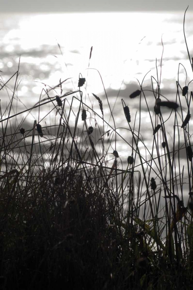 Coastal Grass II art print by Erin Berzel for $57.95 CAD