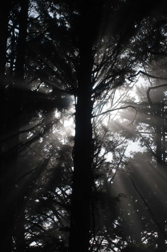 Light and Shadows I art print by Erin Berzel for $57.95 CAD