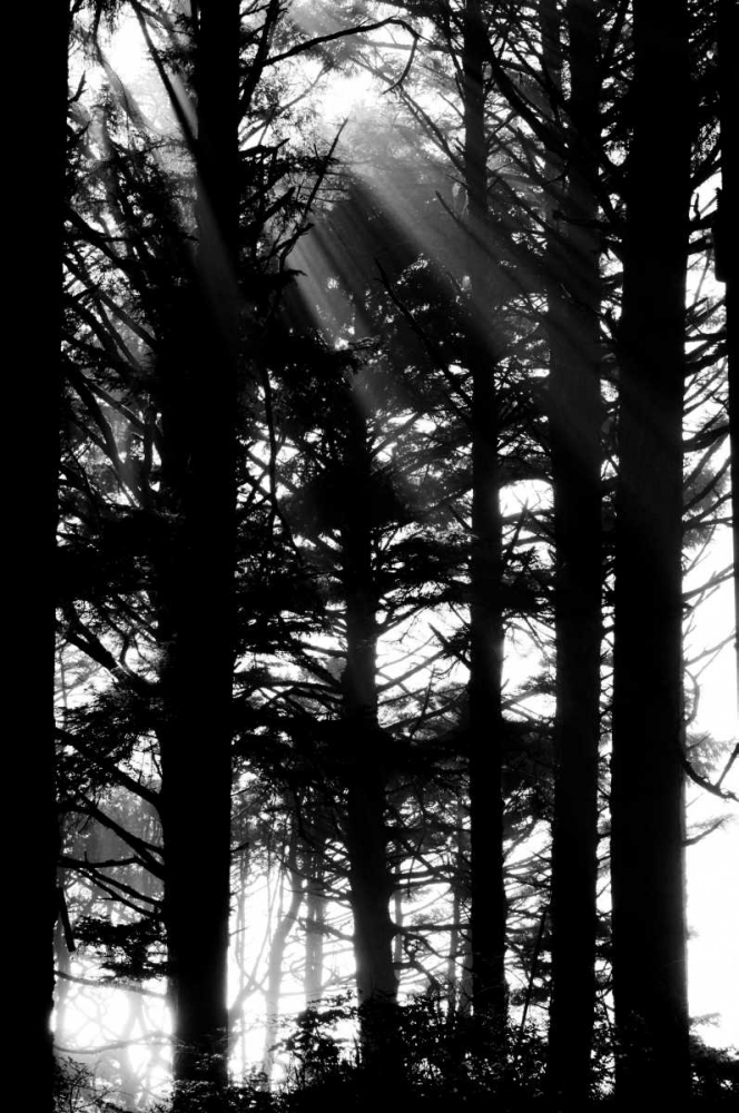 Light and Shadows II art print by Erin Berzel for $57.95 CAD