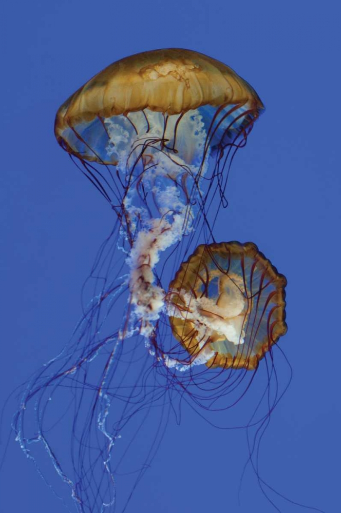 Jellyfish II art print by Erin Berzel for $57.95 CAD