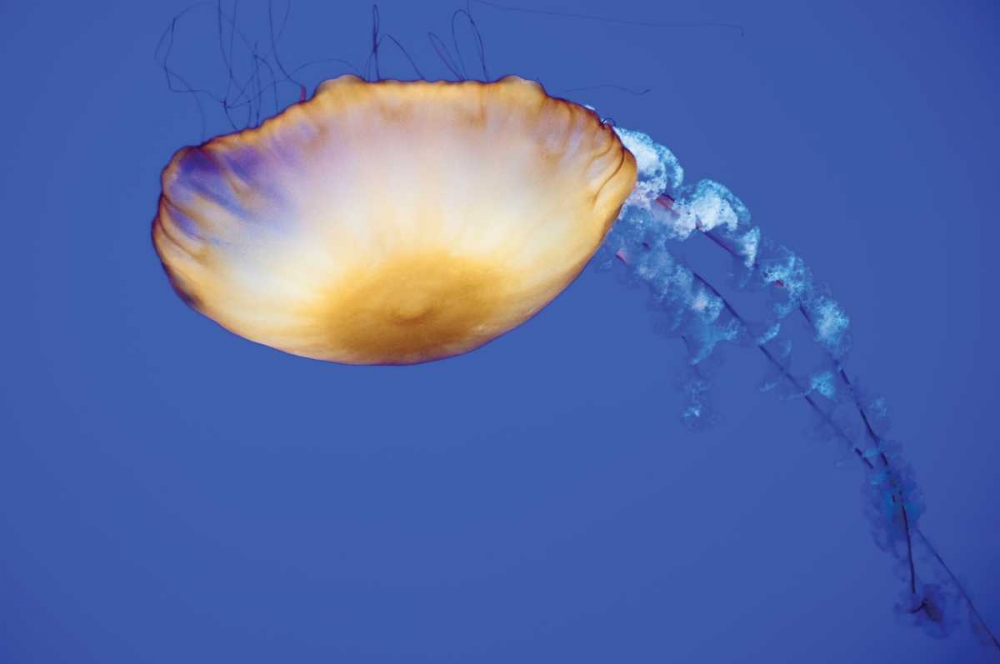 Jellyfish V art print by Erin Berzel for $57.95 CAD