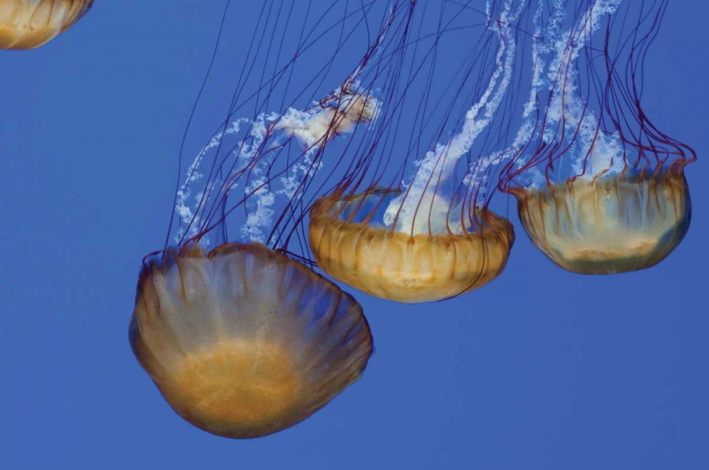 Jellyfish VI art print by Erin Berzel for $57.95 CAD