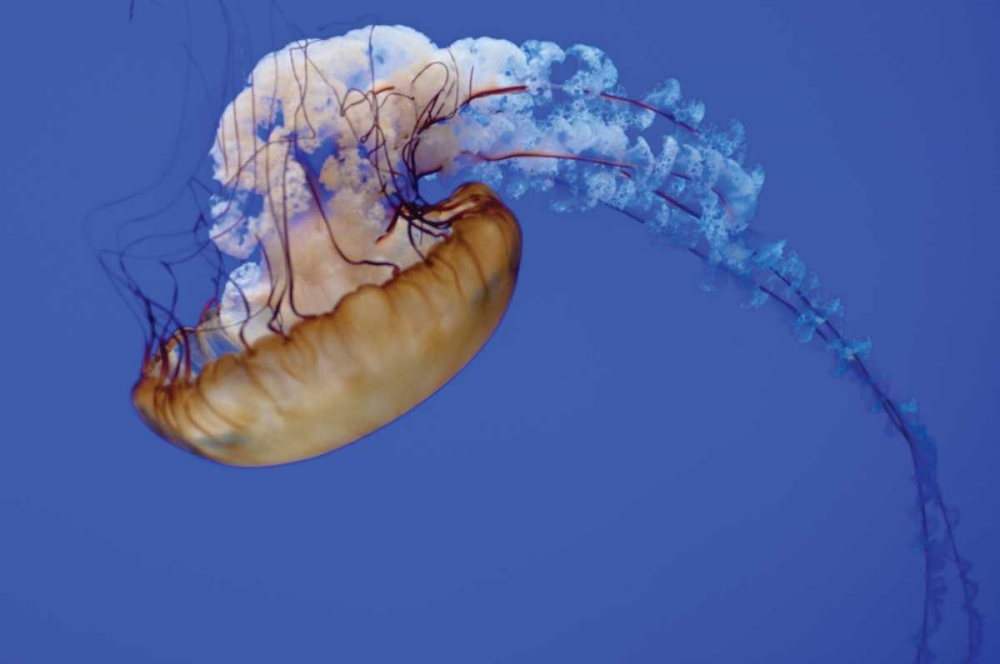 Jellyfish VII art print by Erin Berzel for $57.95 CAD