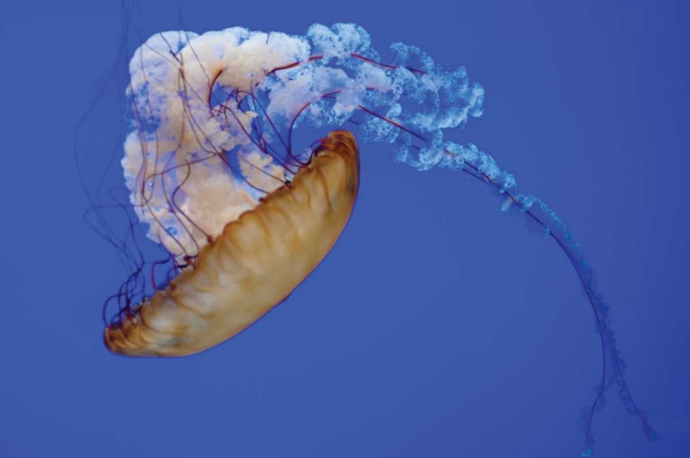 Jellyfish VIII art print by Erin Berzel for $57.95 CAD