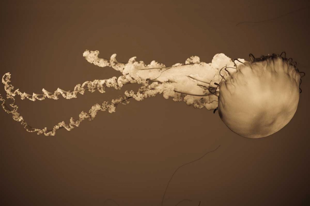 Sea Nettle I art print by Erin Berzel for $57.95 CAD