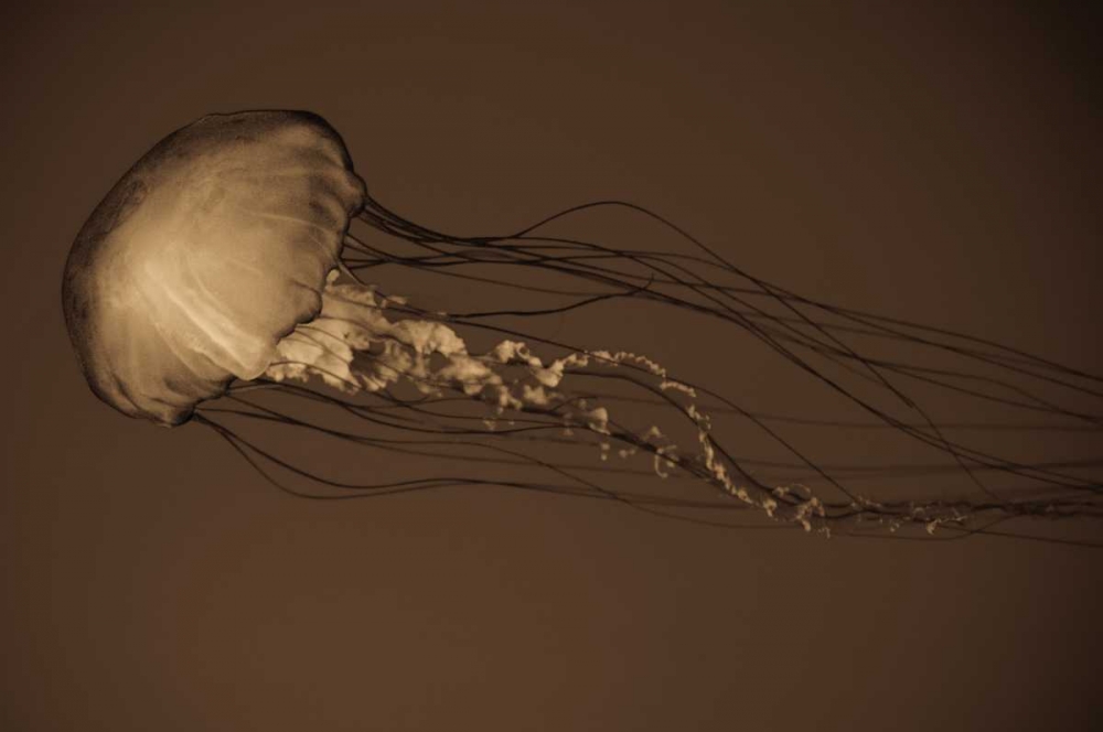Sea Nettle II art print by Erin Berzel for $57.95 CAD