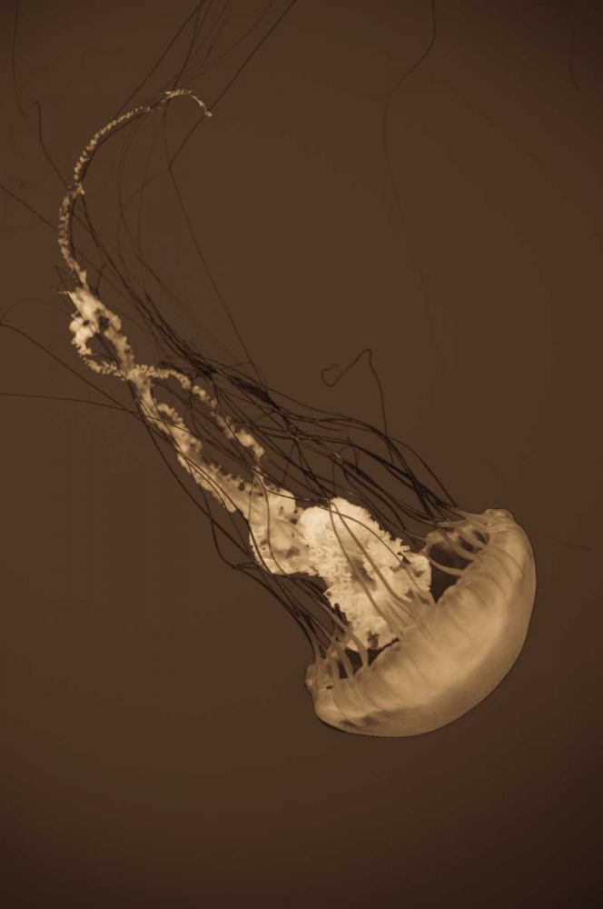 Sea Nettle III art print by Erin Berzel for $57.95 CAD