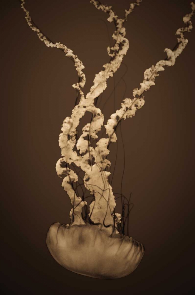 Sea Nettle IV art print by Erin Berzel for $57.95 CAD