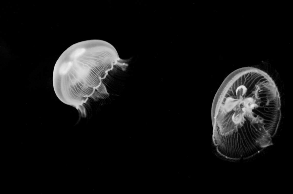 Jellyfish Glow I art print by Erin Berzel for $57.95 CAD