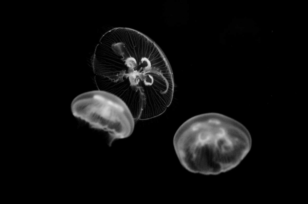 Jellyfish Glow II art print by Erin Berzel for $57.95 CAD