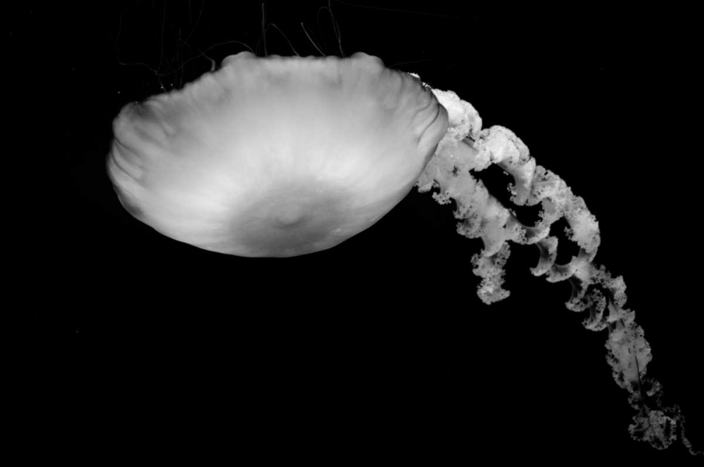 Jellyfish Glow III art print by Erin Berzel for $57.95 CAD