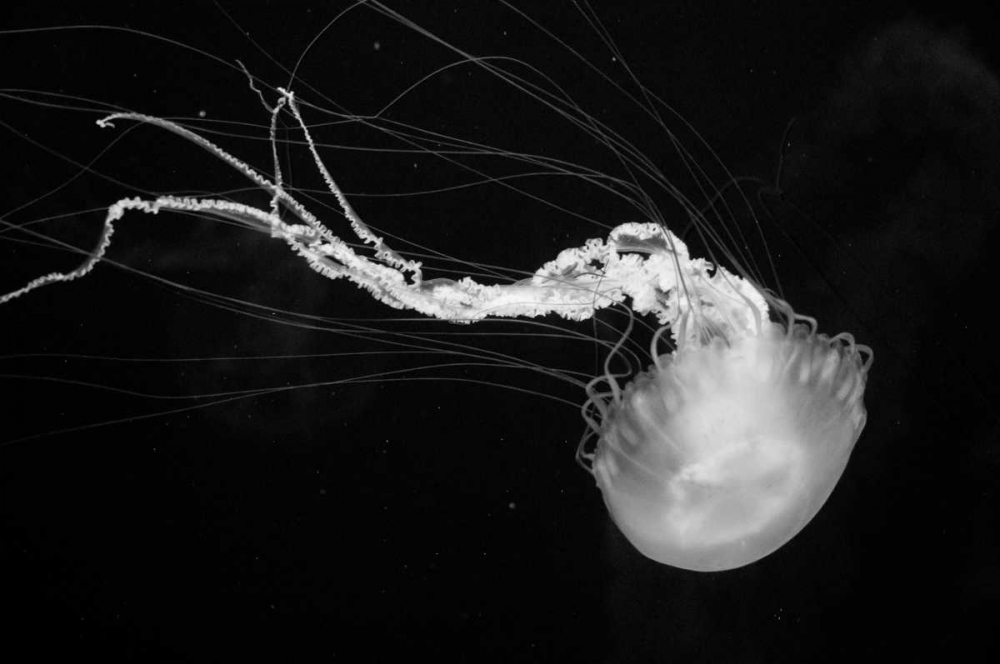 Jellyfish Glow IV art print by Erin Berzel for $57.95 CAD