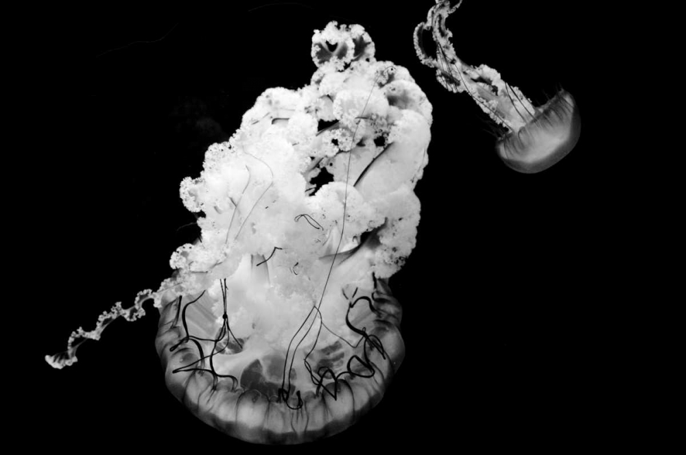 Jellyfish Glow VII art print by Erin Berzel for $57.95 CAD